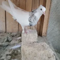 گمشوده طوقی سرور کاکلی