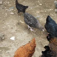 فروش نیمچه مرغ و خروس گلین و امپراطور