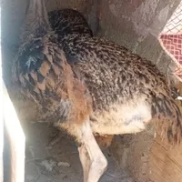 شتر مرغ 6ماهه سالم هستن دوتا باهم میدم نر ماده