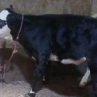 دو گوساله ماده اصل سیمینتال مونتی بیلیارد شیری گاو|حیوانات مزرعه|اردبیل, |دیوار