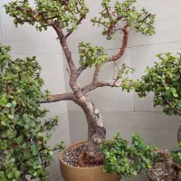 بنسای،بونسای کراسولا خرفه