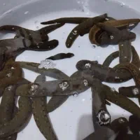 فروش زالو پرورشی