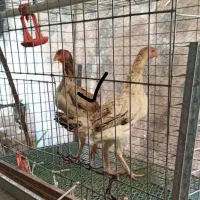 مرغ لاری اوشامو