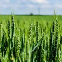 کود ریشه   ۴۶درصد اصل اصل