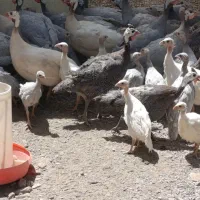 مرغ شاخدار|حیوانات مزرعه|مشهد, شهید بهشتی|دیوار