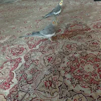 عروس هلندی ماده  سخن گو دستی