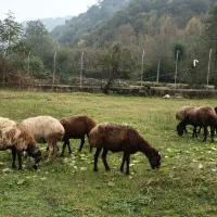 میش جنس دار آبستن