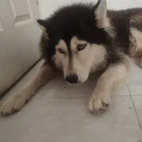 هاسکی  نر بالغ باهوش با ادب بی سر صدا|سگ|گرگان, |دیوار