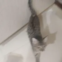 گربه|گربه|زاهدان, |دیوار