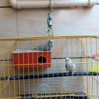 فروش دو مرغ عشق نر