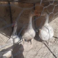 غوغاز اوکراینی اصل و اردک خارجی|حیوانات مزرعه|زابل, |دیوار