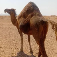 شتر همه نوع داشتی و کشتی