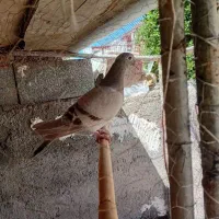 کاغذی هفترنگ