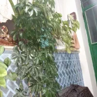 گل شلفرا