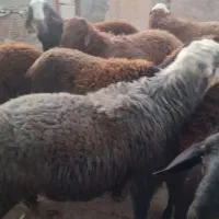 گوسفند پرواری|حیوانات مزرعه|خاوه, |دیوار