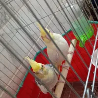عروس هلندی نرو ماده