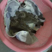 پرنده واگذاری