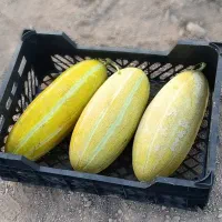 خربزه هندوانه صادراتی