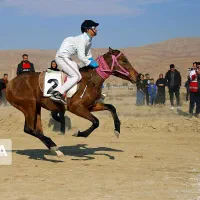 فروش مادیان