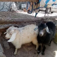 کره نر و ماده سه عدد