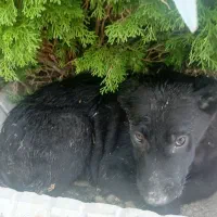 توله سگ ژرمن