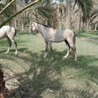 رامشیر