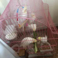 عروس هلندی لوتینو ۵عدد جوجه دون خور