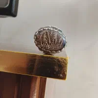 شجر منظره بی نقص