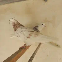 کفتر سرور