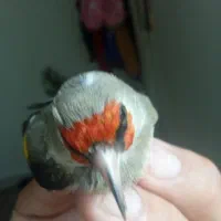 سهره دوگ کرمانی نشون دار|پرنده|جوادآباد, |دیوار