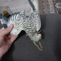 عروس هلندی