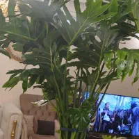 گل دیفن وگل برگ انجیری فروشی به علت نداشتن جا|گل و گیاه طبیعی|گرمدره, |دیوار