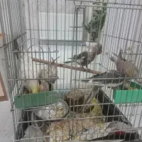 عروس هلندی مولد|پرنده|شاهینشهر, فدک|دیوار