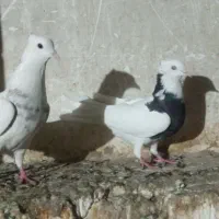 گفت. طوقی|پرنده|ویلکیج, |دیوار