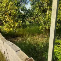 فروش-زمین-باغی