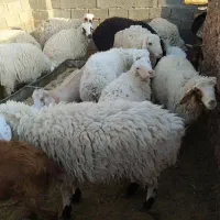 سلام11عدد بره 5ماده و6نر