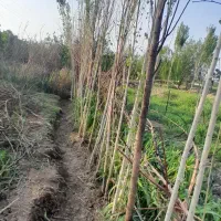 زمین باغچه ای|فروش زمین و ملک کلنگی|باقرشهر, |دیوار