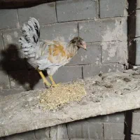 نیمچه خروس زینتی