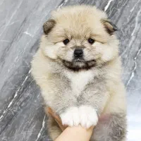 پامرانین خرسی اصیل (تیکاپ) - تضمین اصالت|سگ|مشهد, هدایت|دیوار