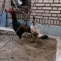 خروس ومرغ