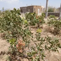 فروش باغ پسته بار ده