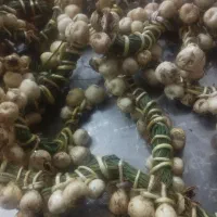 پیشوک(زعفران وحشی)