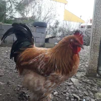 فروش مرغ وخروس برهما و۱۰ تخم نطفه دارgold