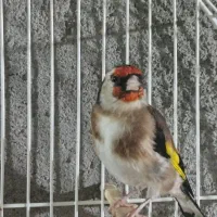 سهره نر