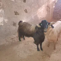 نر بز درجه یک|حیوانات مزرعه|سمنان, |دیوار