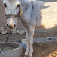 الاغ نرجوان