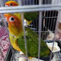 خورشیدی جوجه سانکانور|پرنده|تهران, وحیدیه|دیوار