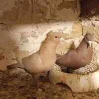 کفتر زرد کرمونی. کرمانی  کاکلی  ماده|پرنده|طرقبه, |دیوار