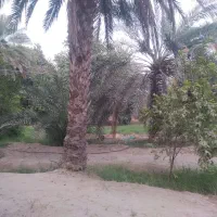 باغ بامساحت ۱/۵ هکتار باامتیاز آب درمیناب|فروش زمین و ملک کلنگی|میناب, |دیوار