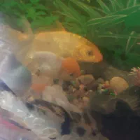 ماهی کوی گلفیش رد گپ